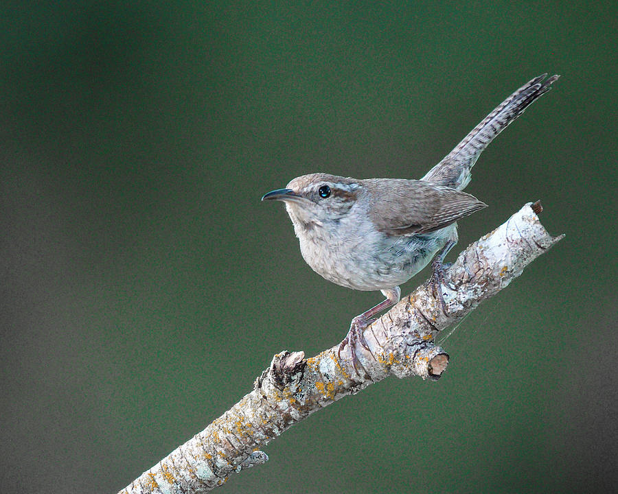 Bewicks Wren - North American wild songbird by Philip Duff Bewicks Wren - North American wild songbird by Philip Duff