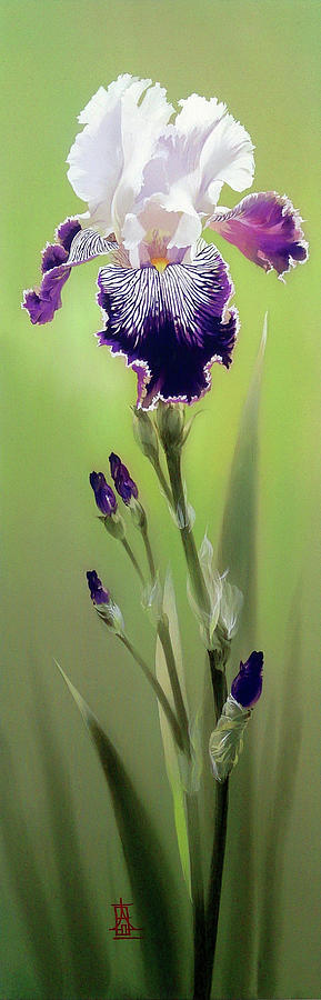 Bi-colored Iris Flower Painting by Alina Oseeva