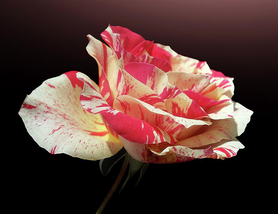 Bi-colored Rose Photograph by Gitpix