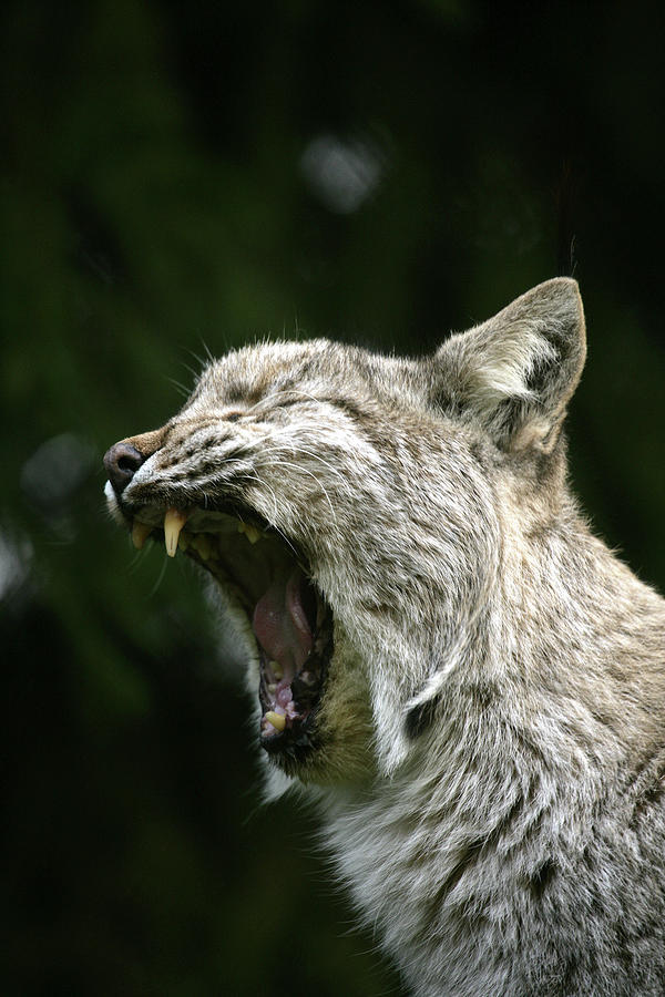 Bialowieza, Poland, Lynx At The Safari Photograph by David Santiago ...