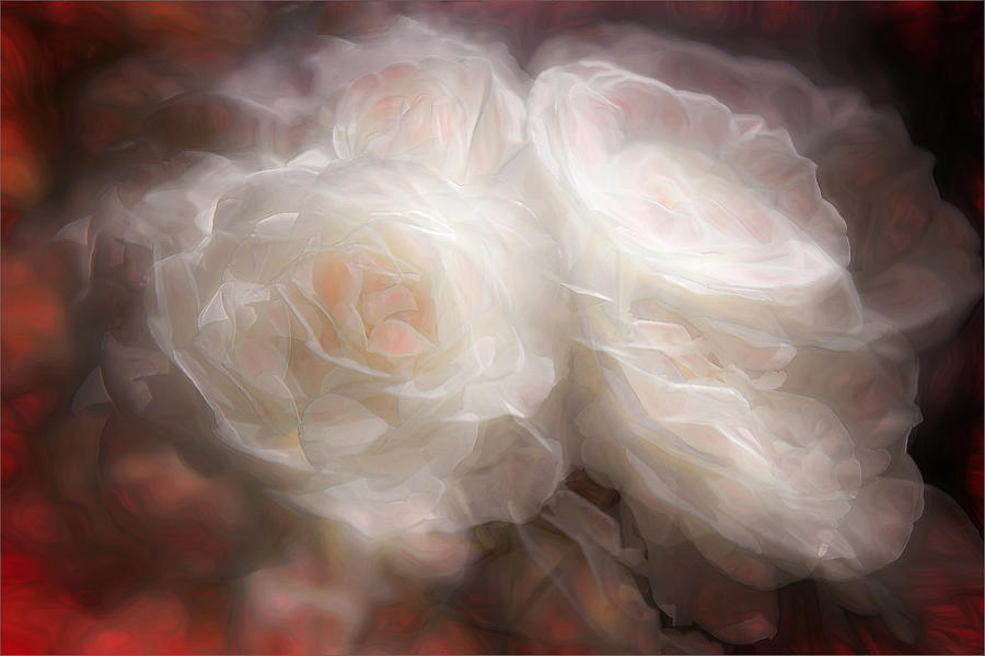Rose Photograph - Bianco Appassionato by Gilbert Claes