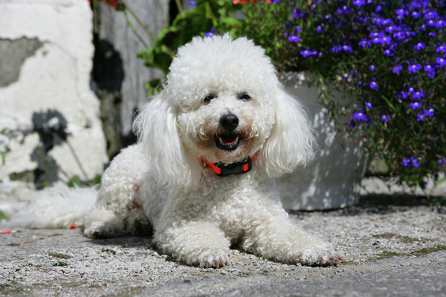 Bichon Frise 09 Photograph by Bob Langrish | Fine Art America