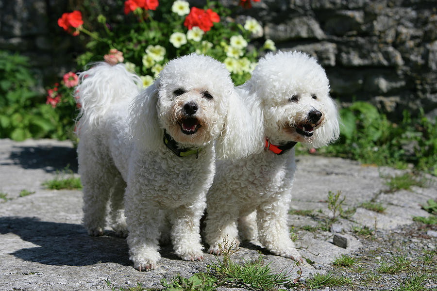 Bichon Frise 17 Photograph by Bob Langrish | Fine Art America