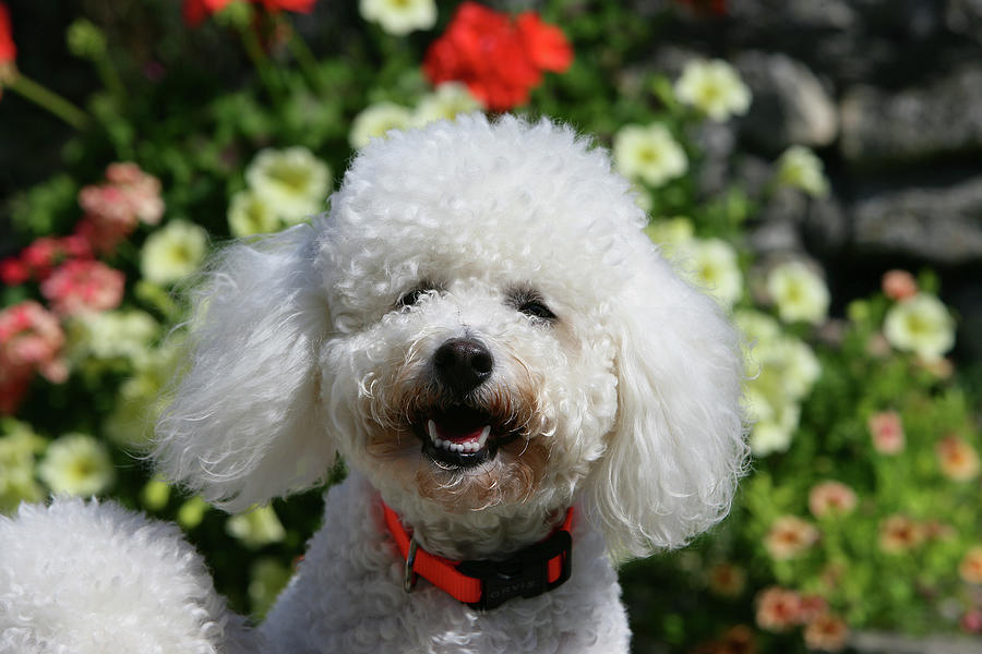 Bichon Frise 19 Photograph by Bob Langrish - Fine Art America