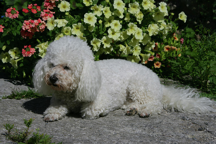 Bichon Frise 21 Photograph by Bob Langrish - Fine Art America