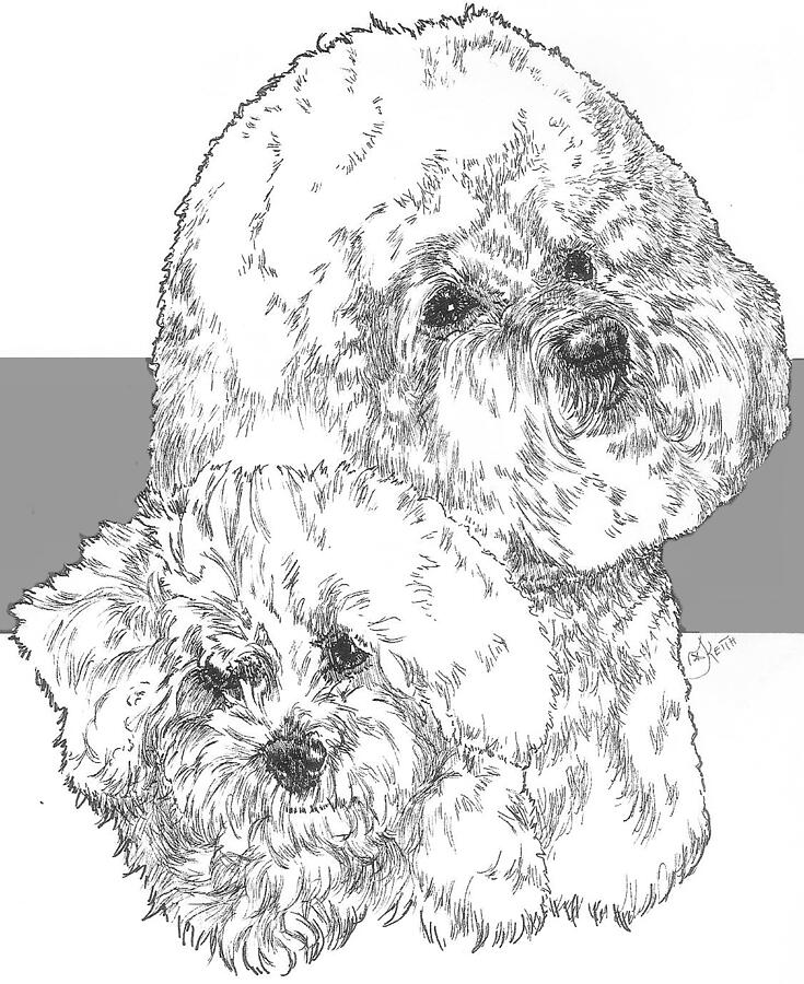 Dog Drawing - Bichon Frise and Pup by Barbara Keith