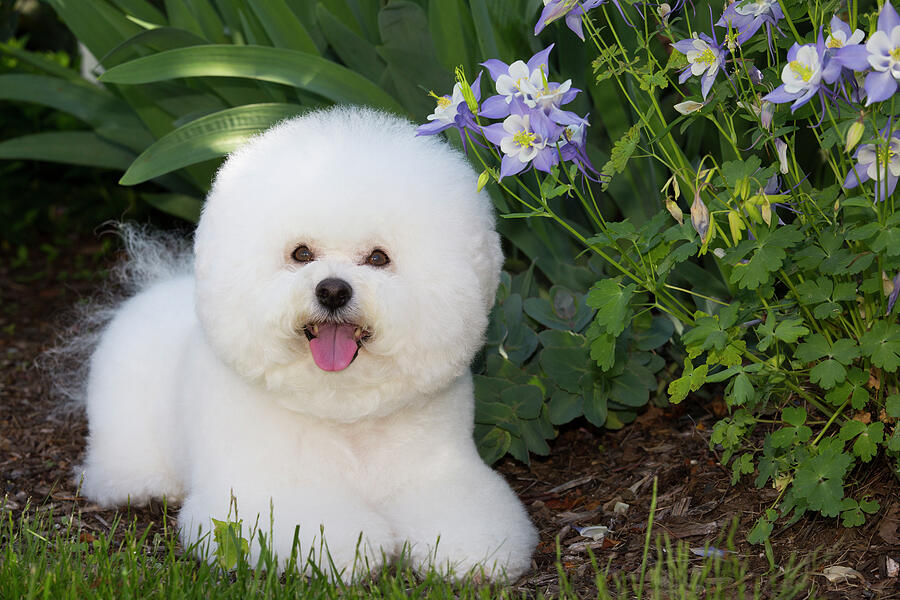 Bichon Frise Beside Colorado Blue Columbine Flowers. Old Photograph by Lynn M Stone / Naturepl.com Bichon Frise Beside Colorado Blue Columbine Flowers. Old Photograph by Lynn M Stone / Naturepl.com