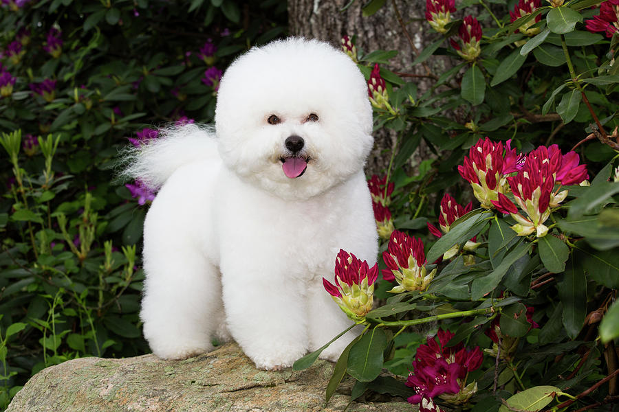 Bichon Frise Standing On Rock, Connecticut, Usa Photograph by Lynn M ...