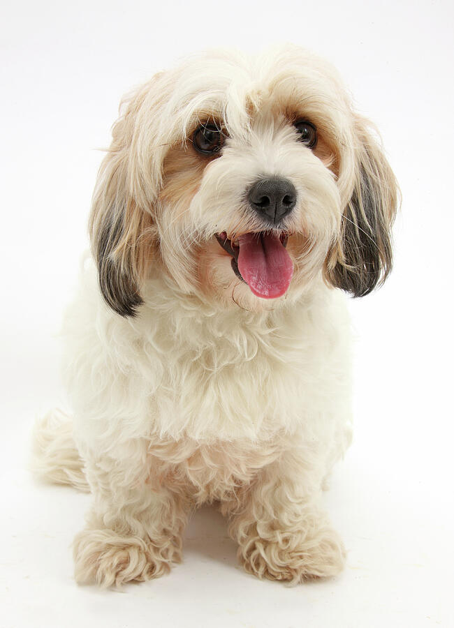 Bichon Frise X Cavalier King Charles Spaniel 'cavachon' Photograph by ...