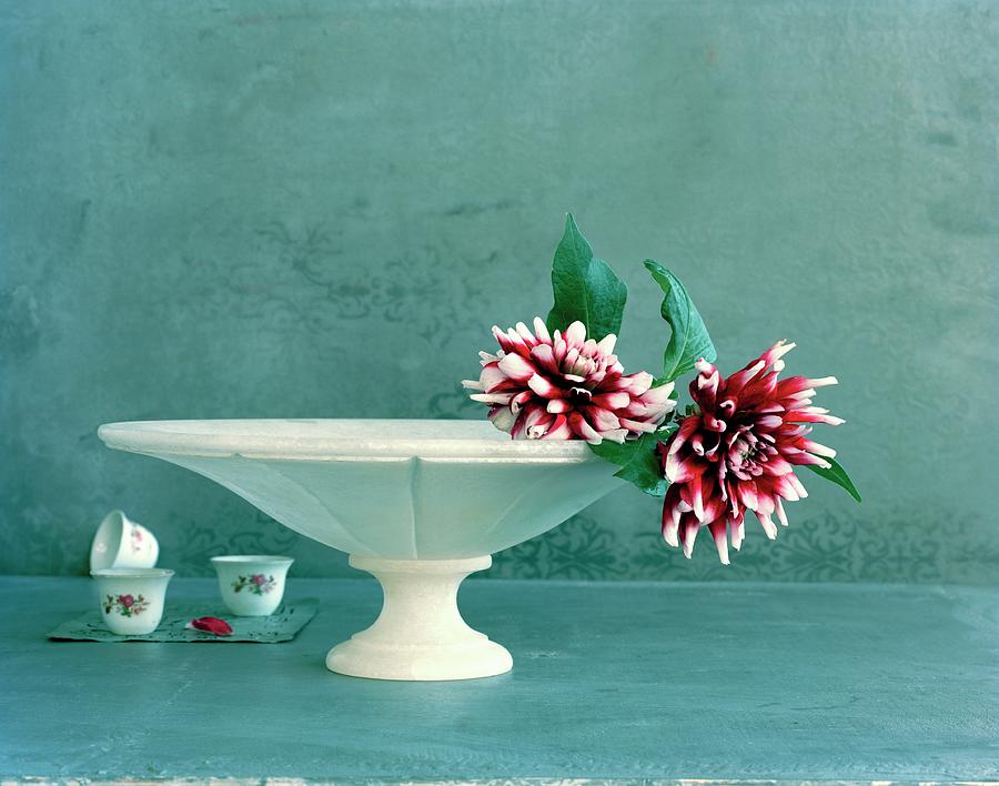 Bicolour Dahlia Flowers In White Dish Photograph by Matthias Hoffmann