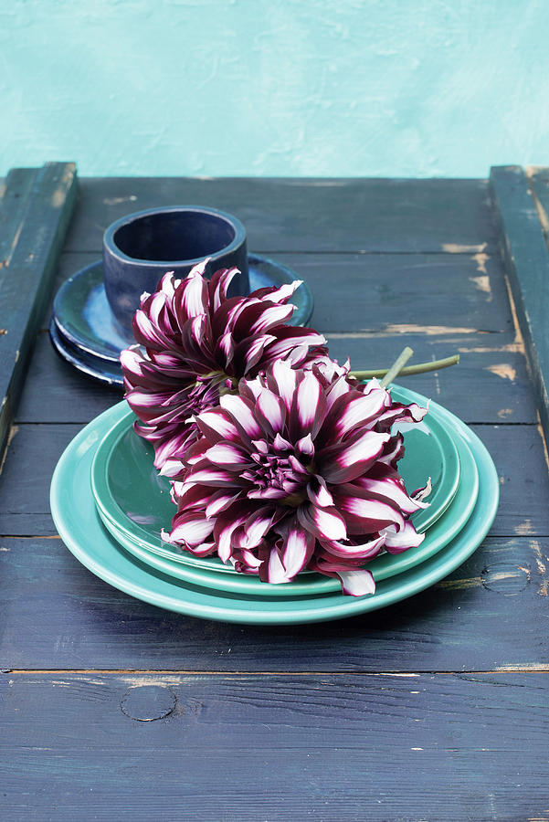 Bicoloured Dahlias On Turquoise Plate Photograph by Patsy&christian
