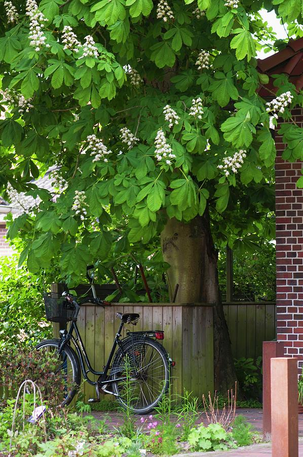 Bicycle Leaning Against A Wooden Fence Under A Blooming Chestnut Tree Photograph by Franziska Pietsch