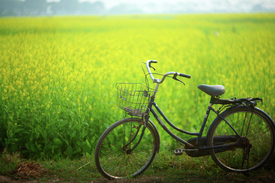 Bicycle On Flower Field Photograph by Vietnam