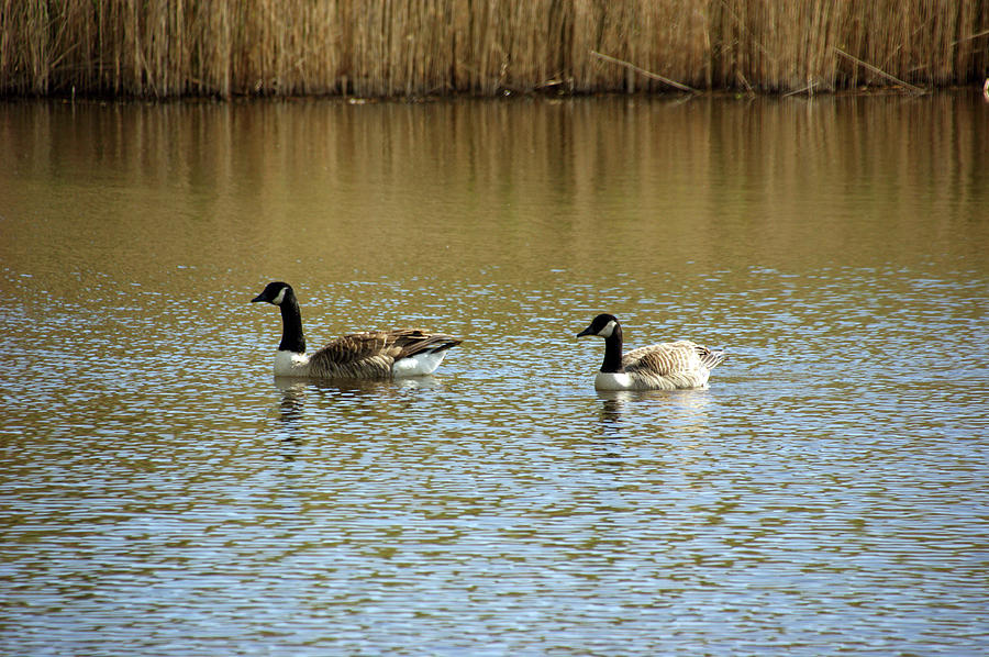   BIDSTON.  Bidston Moss Wildlife Reserve. Two Geese. Photograph by Lachlan Main