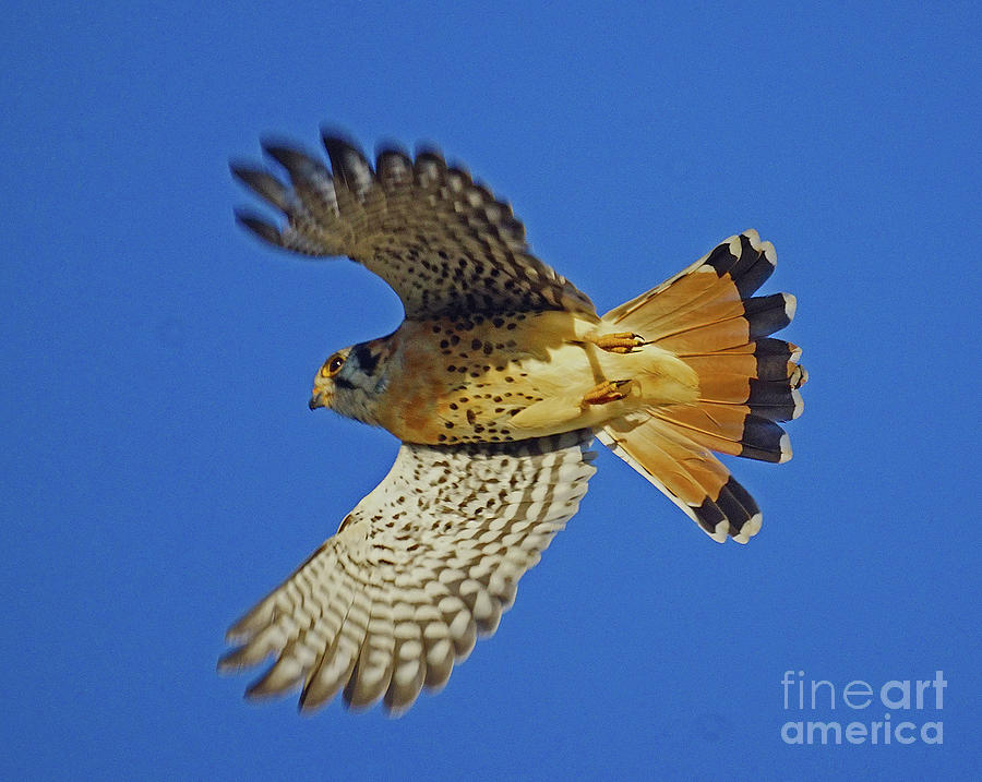 Hawk Photograph - BIF male Kestrel by Larry Nieland