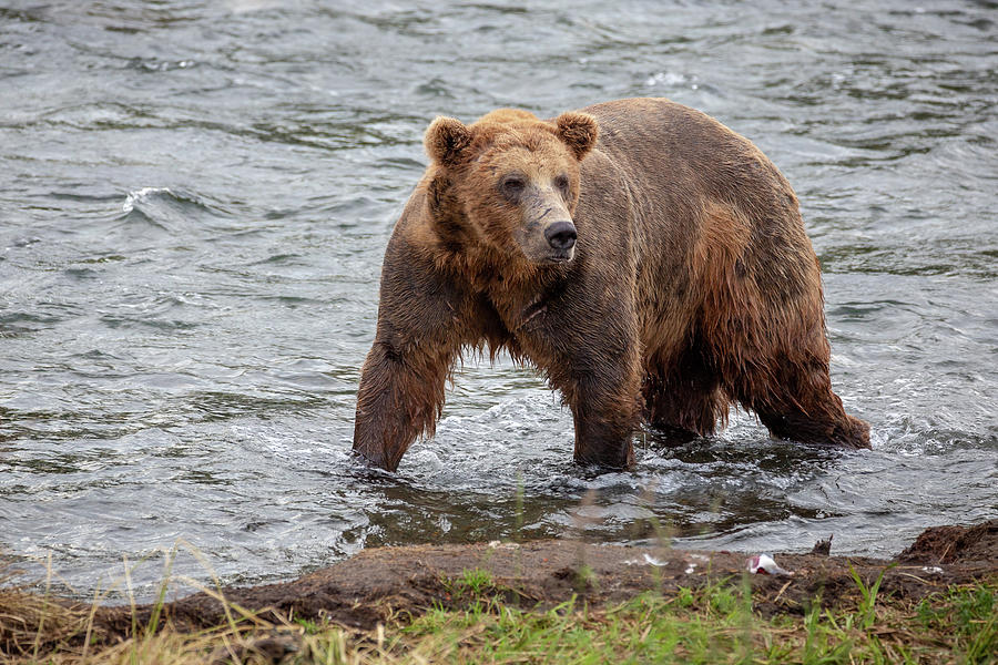 Big Alpha Male Grizzly Photograph by Alex Mironyuk - Pixels