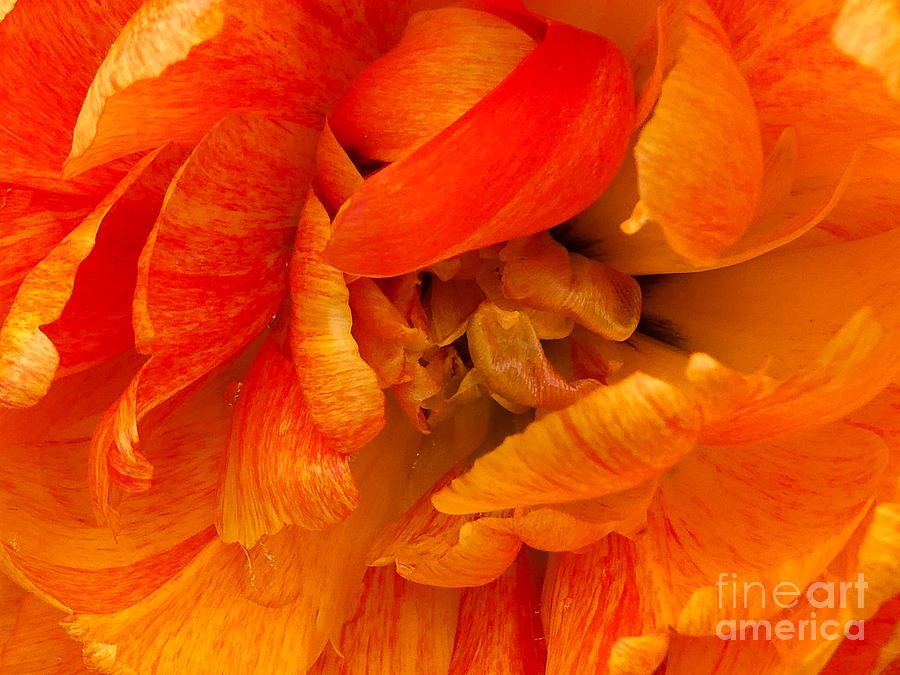 Spring Photograph - Big Amber Blossom by Eric Nagel