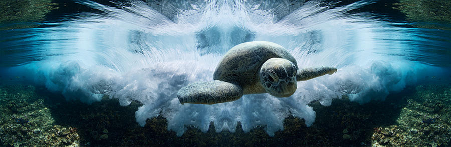 Turtle Photograph - Big Bang Theory by Andrey Narchuk