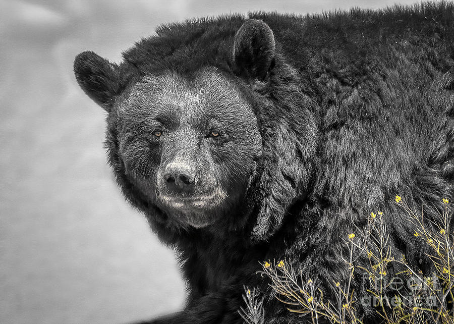 Big Bear in Black and White Photograph by Janice Pariza