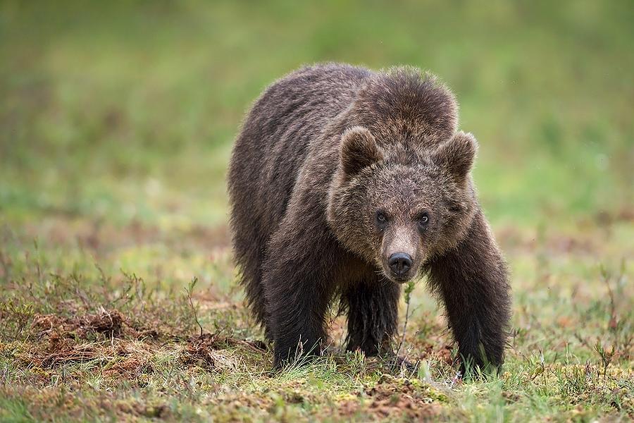 Wildlife Photograph - Big Bear by Marco Pozzi