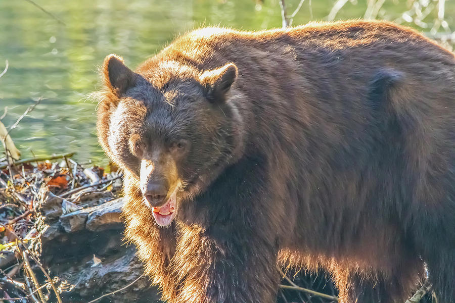 Big Bear Yawn Photograph by Marc Crumpler