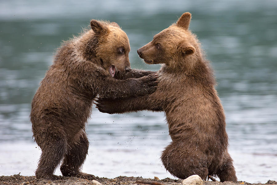 Big Bears Photograph by Valerio Ferraro