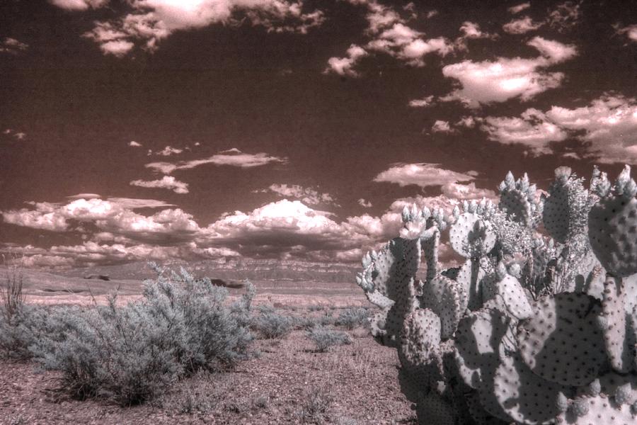 Big Bend Cactus Landscape Infrared Photograph by Jane Linders