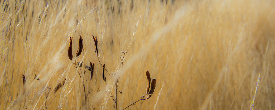 Big Bend Grass No. 1 Photograph by Al White