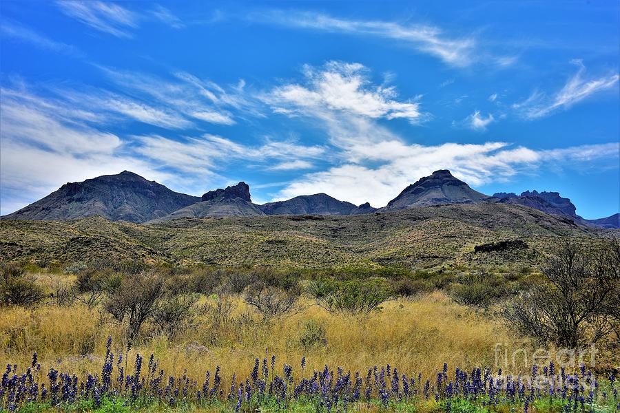 Big Bend National Park-Superbloom Photograph by Dennis Nelson - Fine ...