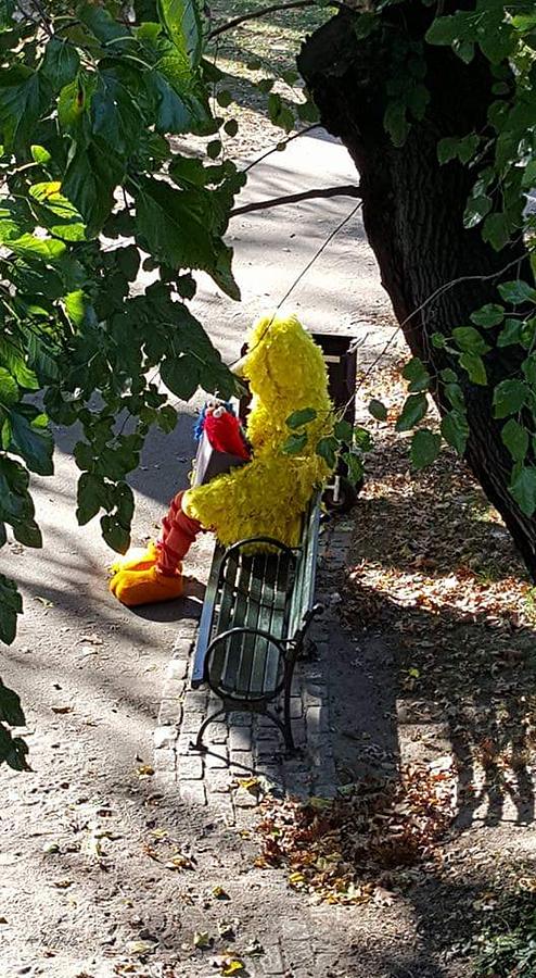 Big Bird Taking A Break In Central Park Photograph by Rob Hans
