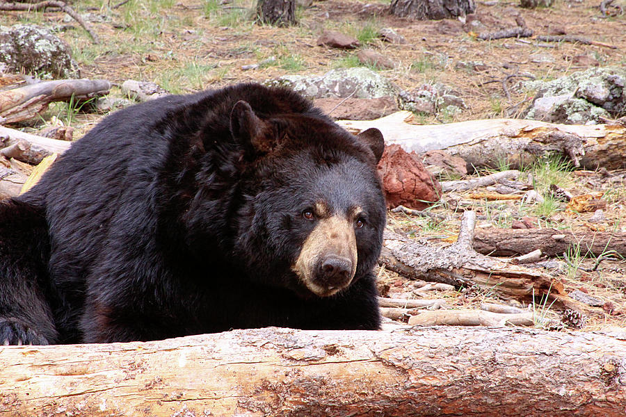 Big Black Bear, Arizona Photograph by Dawn Richards