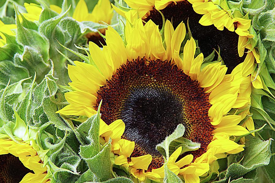 Big Blooms by Karen McKenzie McAdoo Big Blooms by Karen McKenzie McAdoo