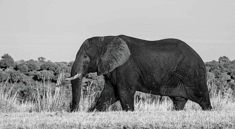 Big Boy of Botswana, Black and White Photograph by Marcy Wielfaert