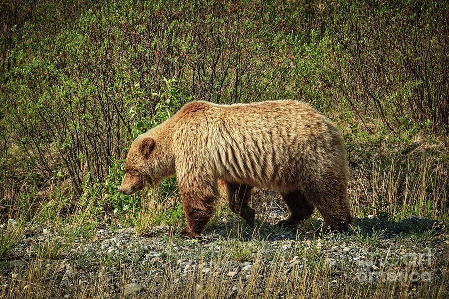 Alaska Photograph - Big Brown by Robert Bales Alaska Photograph - Big Brown by Robert Bales