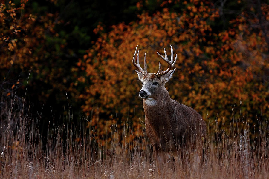Big Buck In Fall - White Tailed Deer Photograph by Jim Cumming