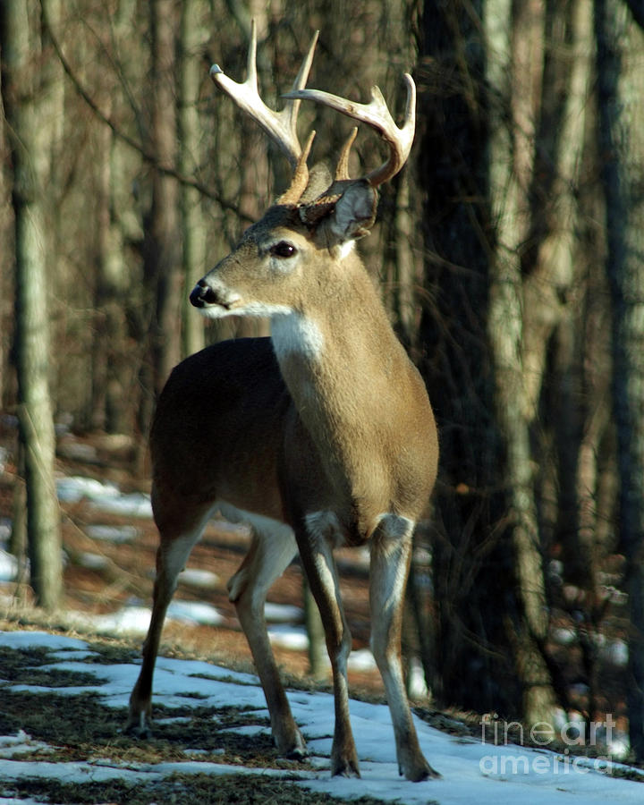 Big Buck In The Snow Photograph by Southern Arts - Fine Art America