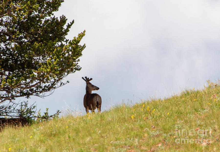 Big Buck Mule Deer on the Ridge Photograph by Steven Krull