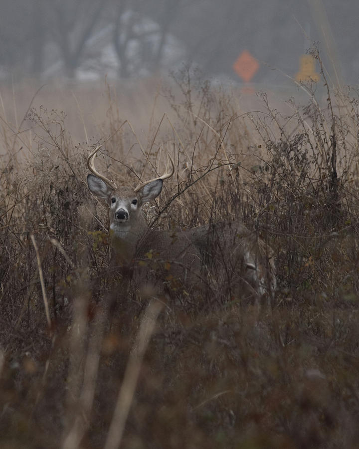 Wildlife Photograph - Big Buck by Paul Ross