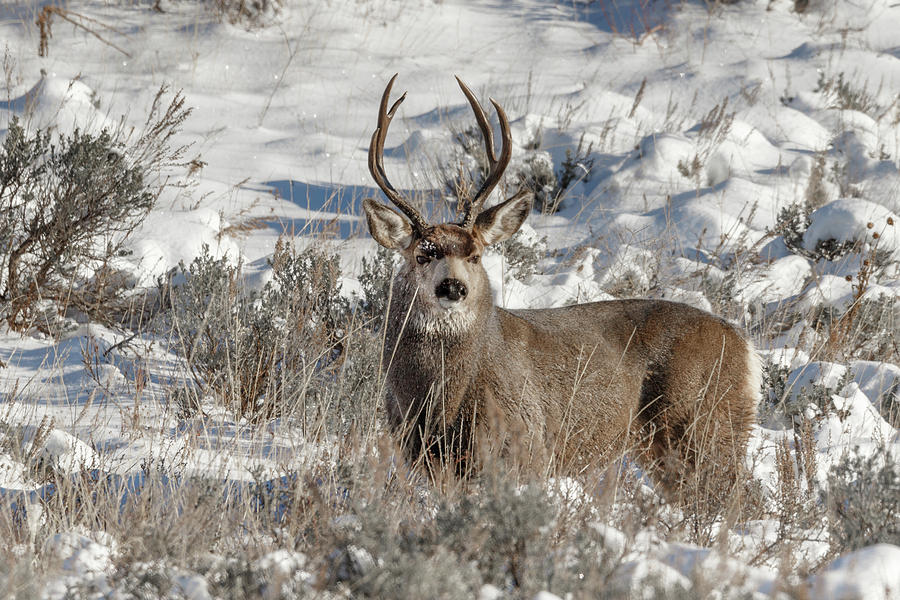 Big Buck Photograph by Ronnie And Frances Howard
