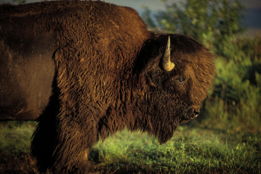 Big Bull Photograph by Jeff Phillippi