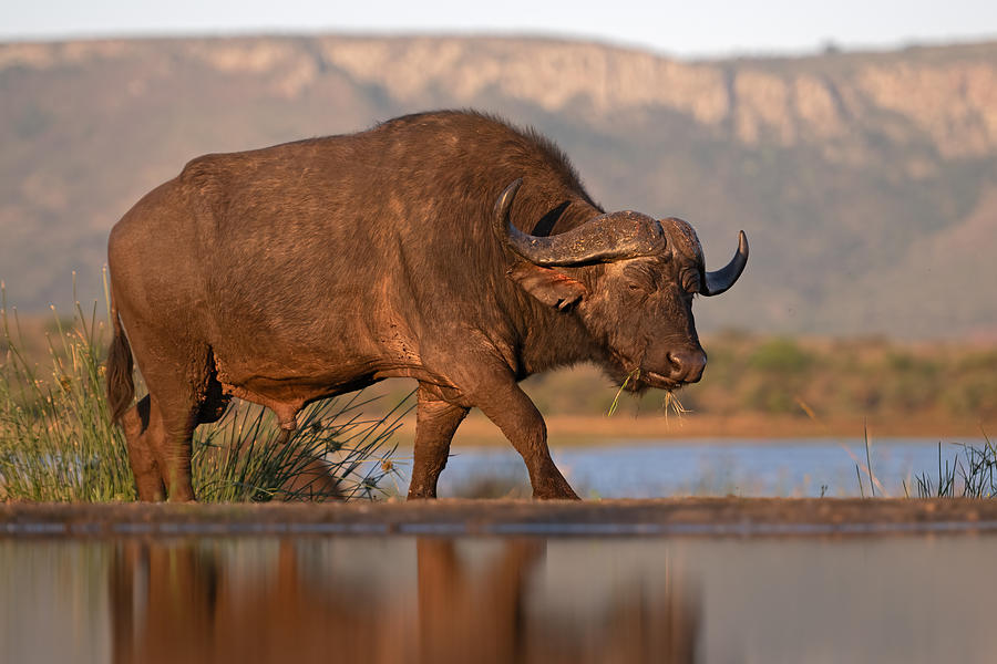 Wildlife Photograph - Big Bull by Marco Pozzi
