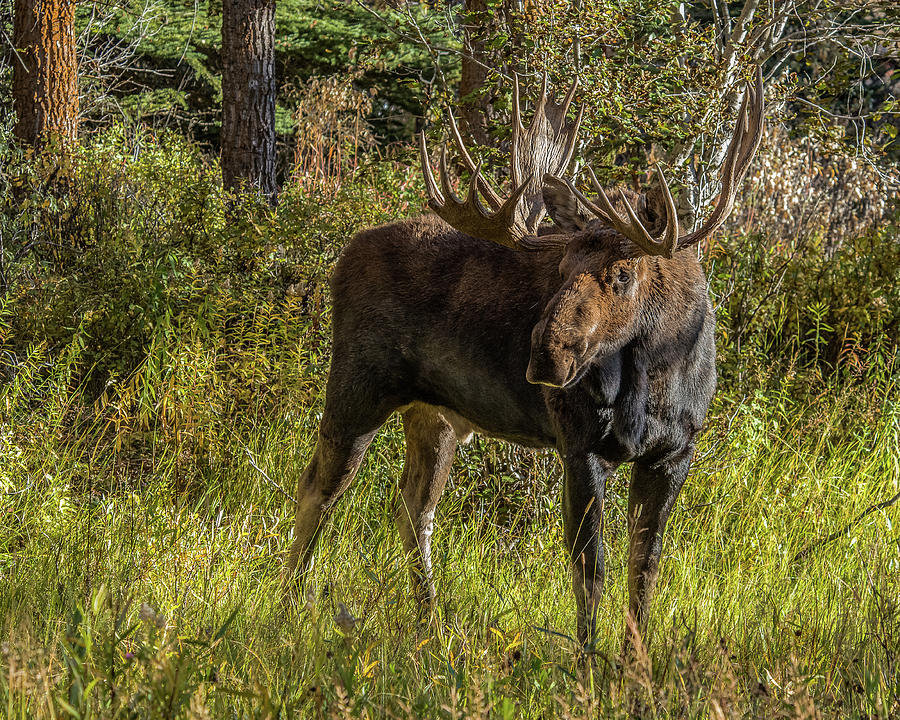 Big Bull Moose In Autumn Photograph by Yeates Photography