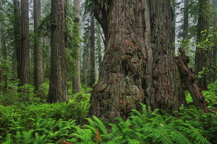 Big Burly Redwood Photograph by Greg Nyquist