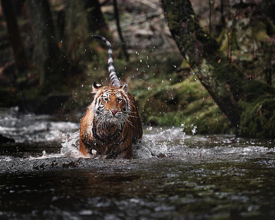 Big Cat In Creek Photograph by Michaela Fireov