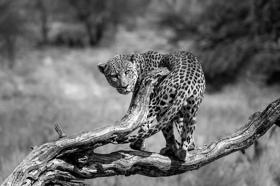 Wildlife Photograph - Big Cat by Walter Lackner