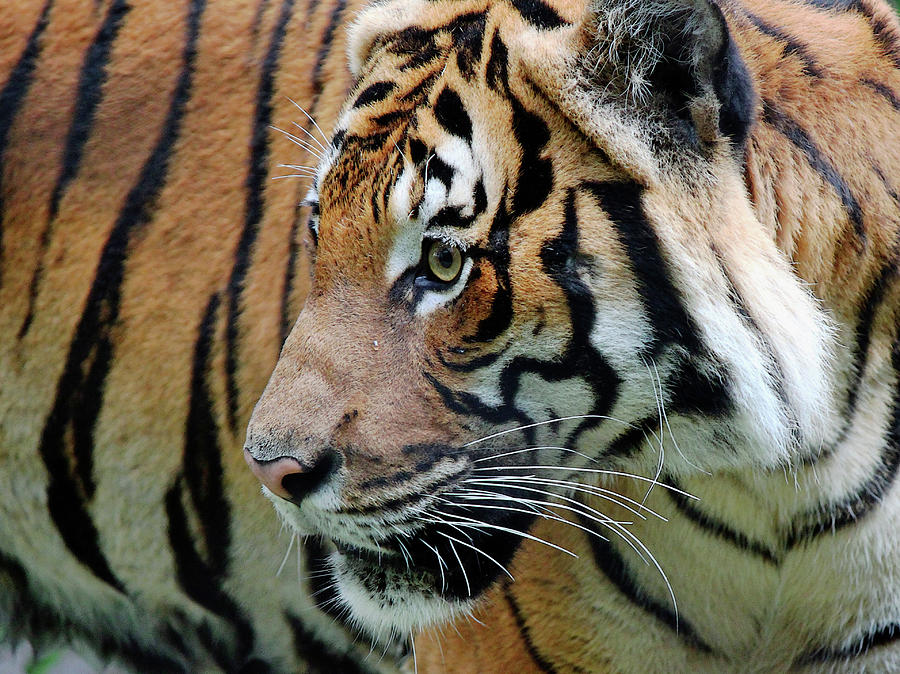 Big Cat Photograph by Wendy Manciagli - Fine Art America