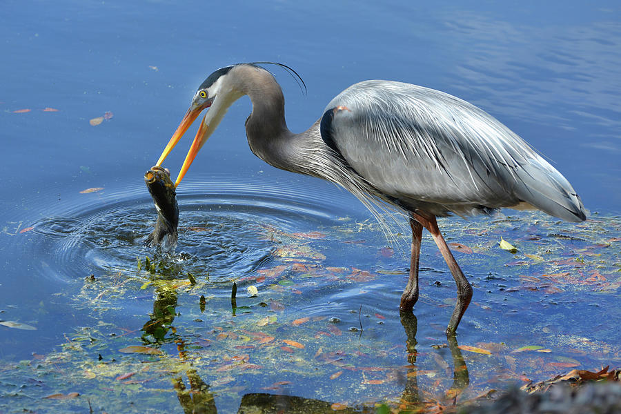 Big Catch Photograph by Jerry Griffin - Fine Art America