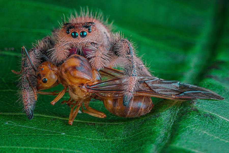 Insects Photograph - Big Cath by Andi Halil