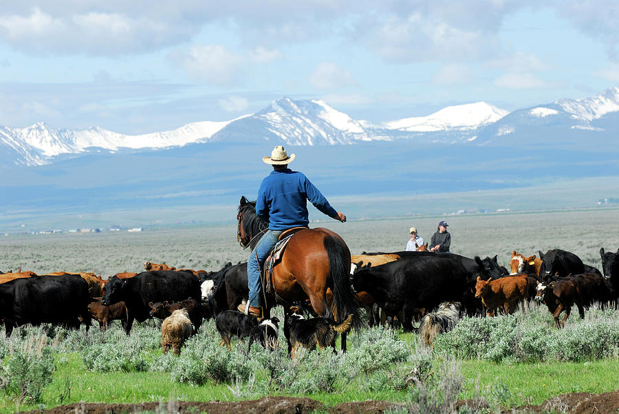 Big Cattle Drive Photograph by Cgbaldauf Big Cattle Drive Photograph by Cgbaldauf