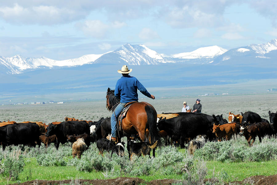 Big Cattle Drive Photograph by Cgbaldauf